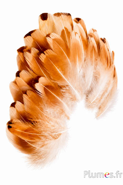 Feldfasan - gebleicht - 3-6 cm - goldcreme
